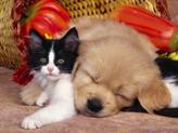 chat-chien4