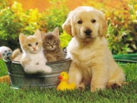 chien-chat